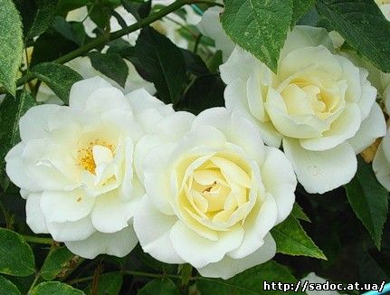 Белая плетистая роза фото