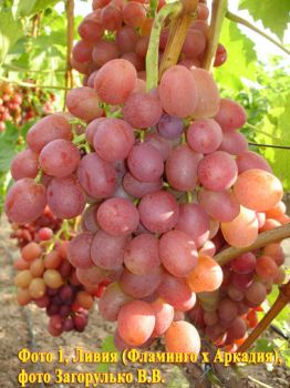 Виноград Ливия 