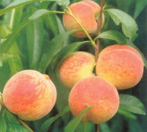 Cаженцы персика, сорта, описание. Купить саженцы персика - Саженцы