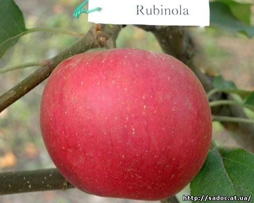 Яблоня Рубинола