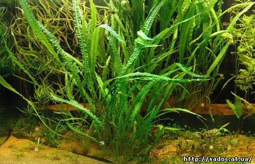 растения, растущие в грунте аквариума